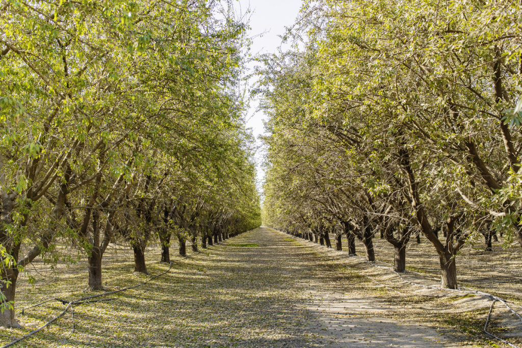 September Almond Market Update Treehouse California Almonds