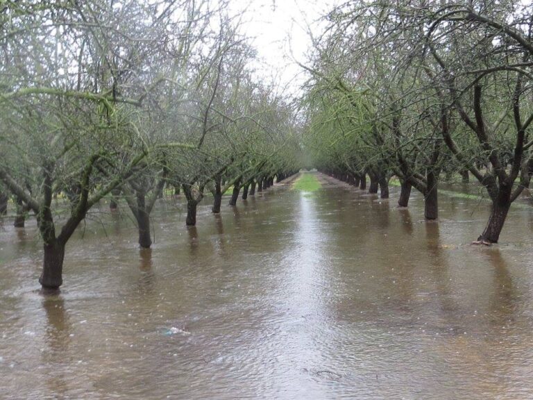 December 2016 Almond Market Update