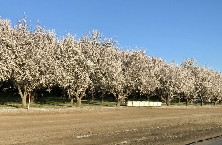 March 2017 Almond Market Update