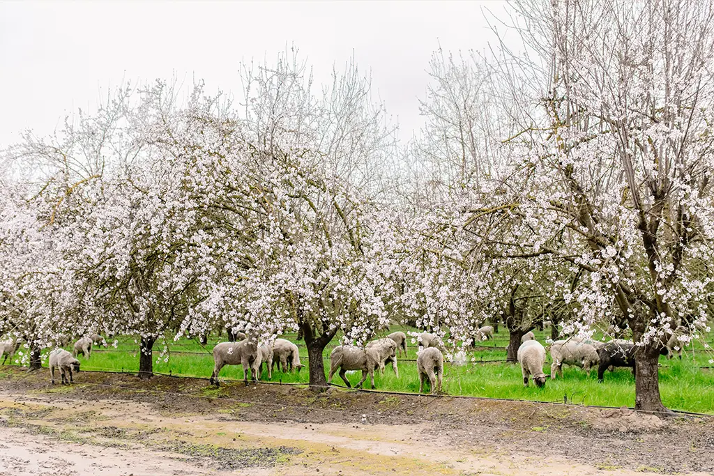 The Almond Project: advancing soil health for California agriculture