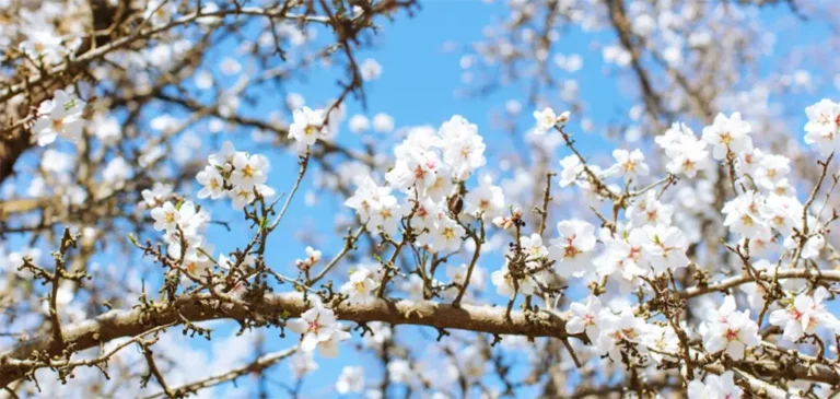 Sustainable Farming in Action: Treehouse Almonds’ Commitment to Pollination and Stewardship