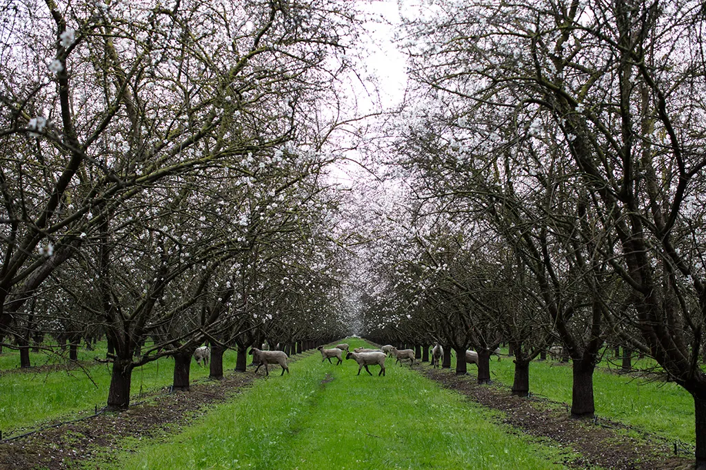 The Almond Project