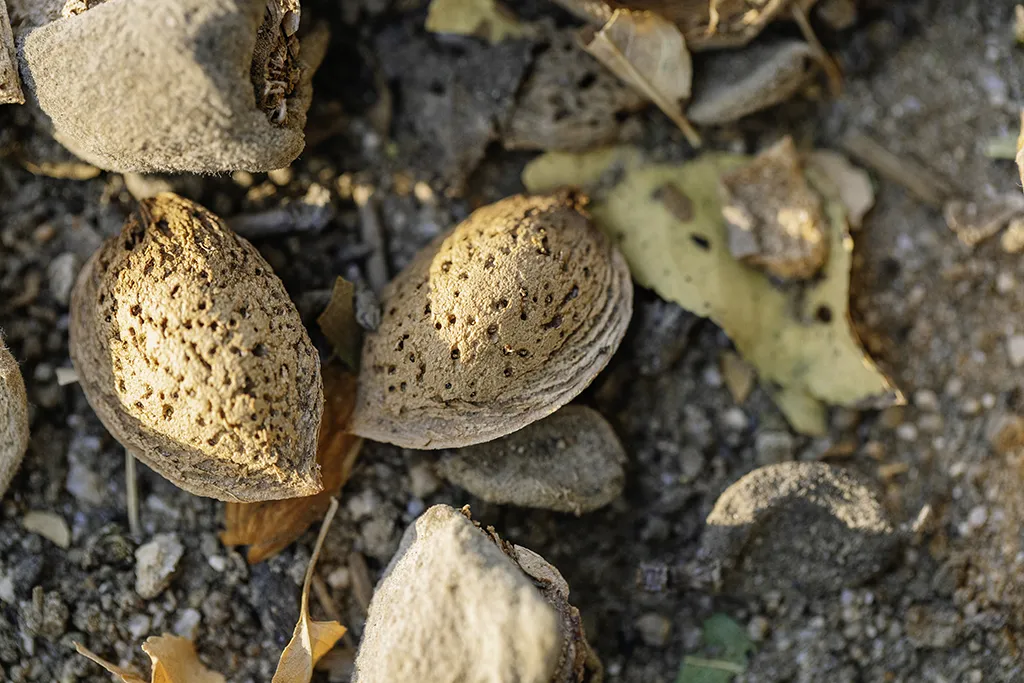 Inshell Almonds