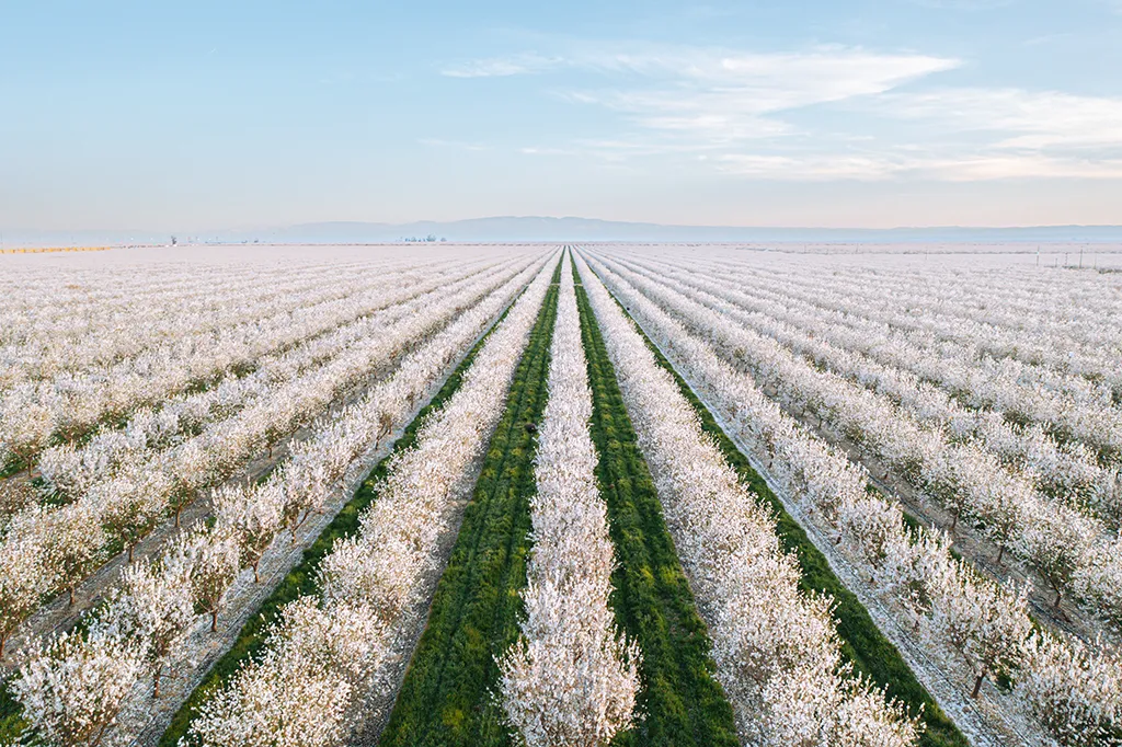 Organic Almonds by Treehouse California Almonds